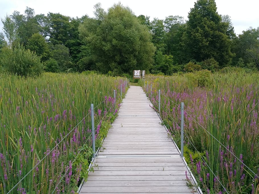 bridge, nature, plant, growth, tree, the way forward, tranquility HD wallpaper
