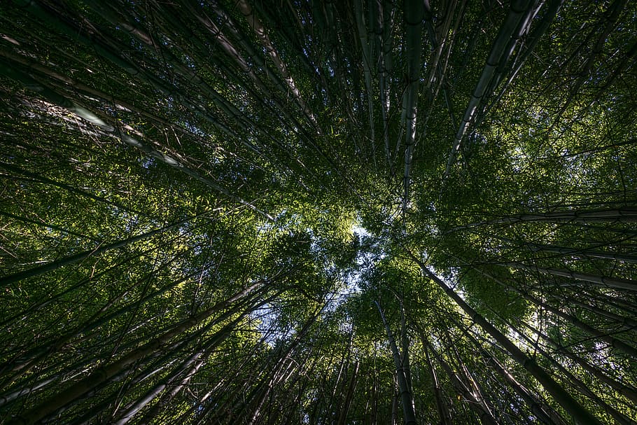 low angle photography of trees at daytime, low-angle photography of trees HD wallpaper