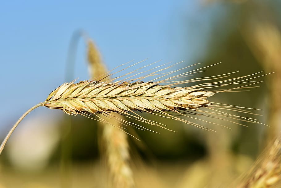 macro photography of brown wheat leaf, barley, cereals, field HD wallpaper