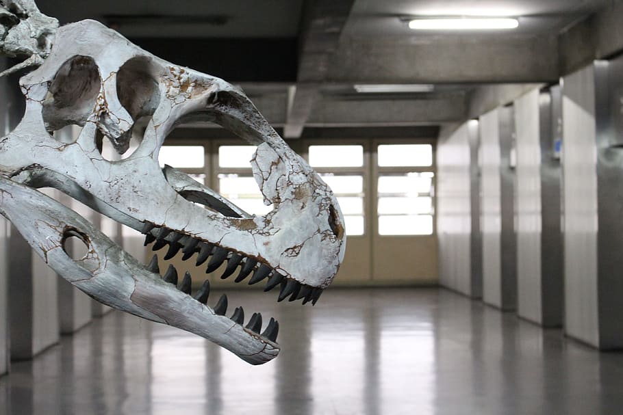 dinosaur, fossil, indoors, bone, architecture, no people, building HD wallpaper