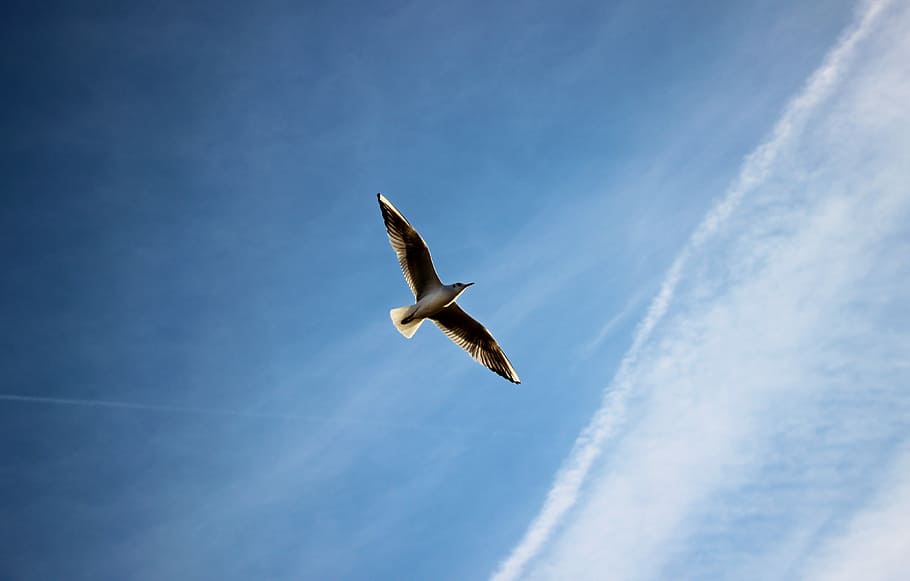 brown bird soaring the sky, low angle of bird spreading wings in sky HD wallpaper