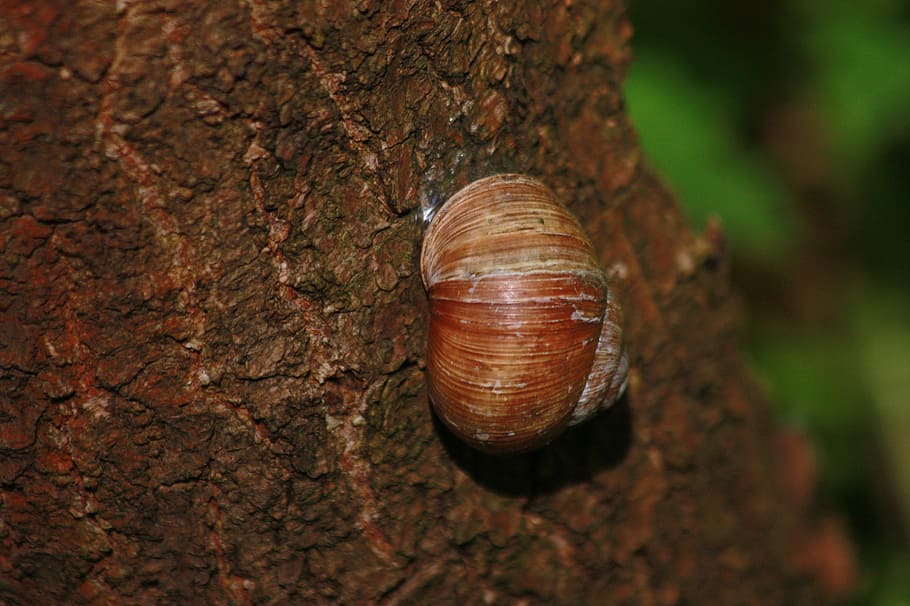 snail, nature, tree, forest, animal wildlife, animals in the wild HD wallpaper