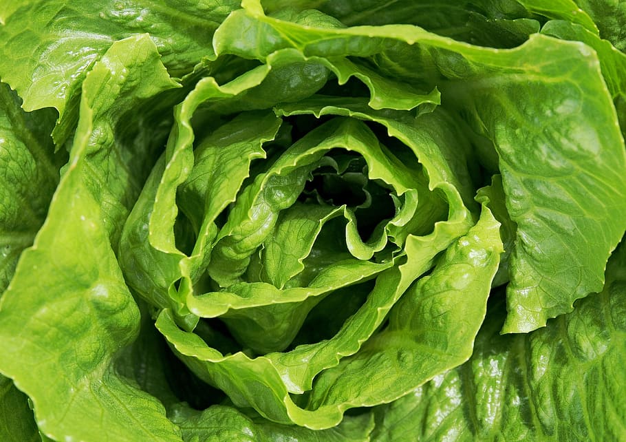 green lettuce, salad, leaves, leaf, healthy, food, chlorophyll HD wallpaper