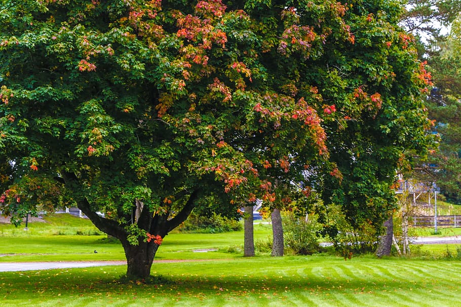 tree, autumn, fall, colourful, plant, growth, beauty in nature HD wallpaper