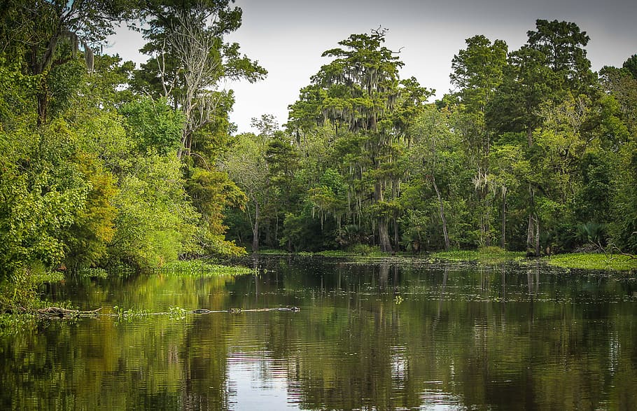 HD wallpaper: bayou, louisiana, marsh, alligator, water, river, cypress