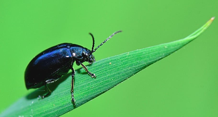 nature, ibsecto, macro, invertebrate, insect, animal themes HD wallpaper