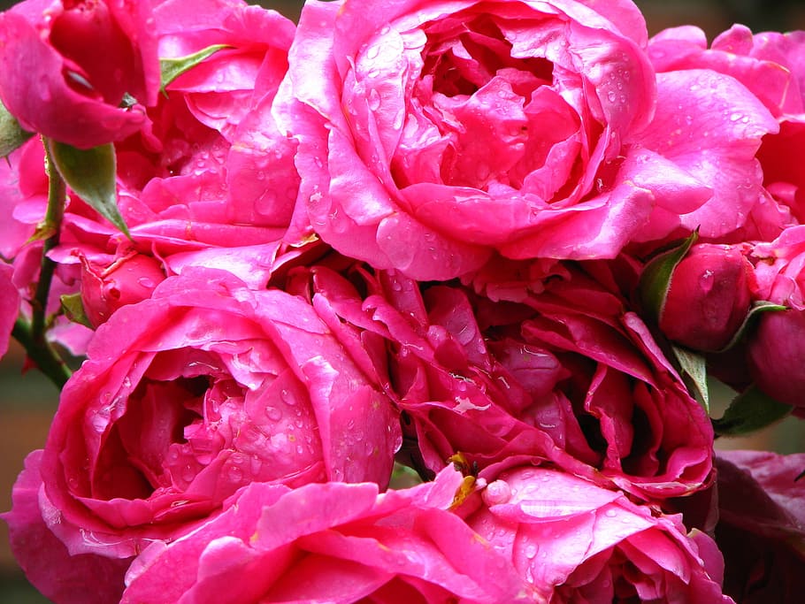 rose, pink, blossom, bloom, rose splendor, romantic, beautiful HD wallpaper