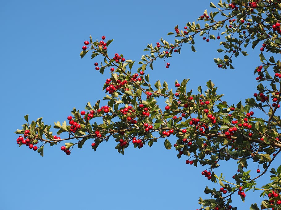 Berries, Fruits, red, eingriffeliger hawthorn, bush, hedge