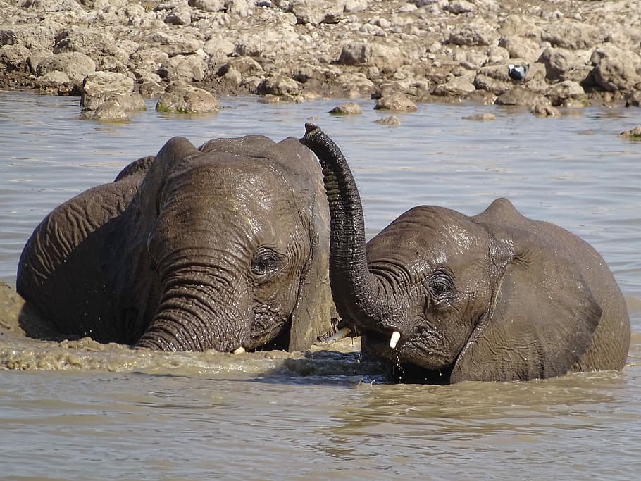 Elephant, Water, Wet, wildlife, animal, nature, safari Animals HD wallpaper