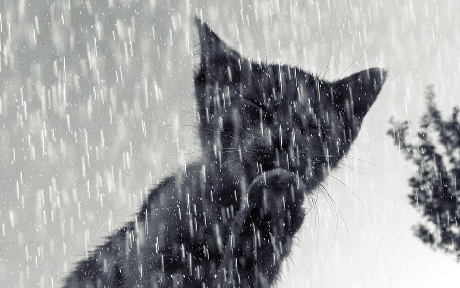 cat, tomcat, kitten, rain, snow, winter, nature, animal, pets HD wallpaper