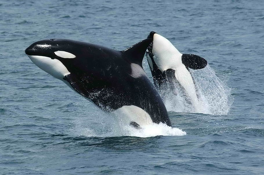 two white-and-black dolphins on the sea, killer whales, orcas