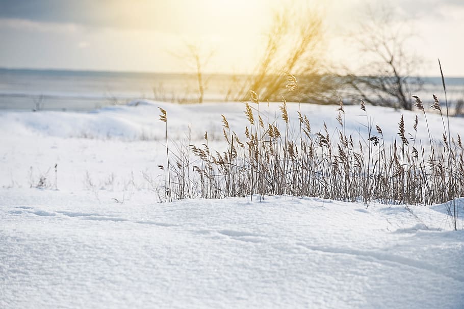 Sunny winter landscape, nature, snow, cold - Temperature, outdoors HD wallpaper