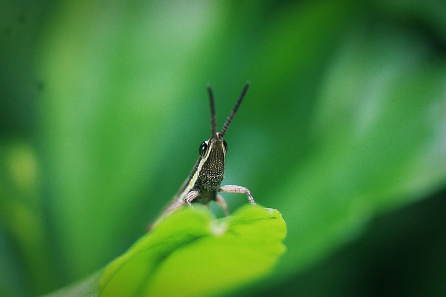 Lost in the wilderness, black and white grasshopper perching on green leaf HD wallpaper