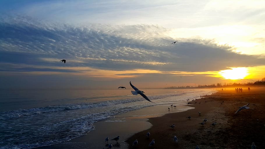 sunset, sea, sky, water, bird, cloud - sky, flying, beach, beauty in nature HD wallpaper