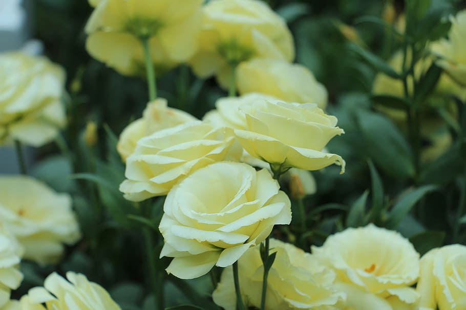 nature, flowers, trees, spring, blossom, garden, branch, floral HD wallpaper