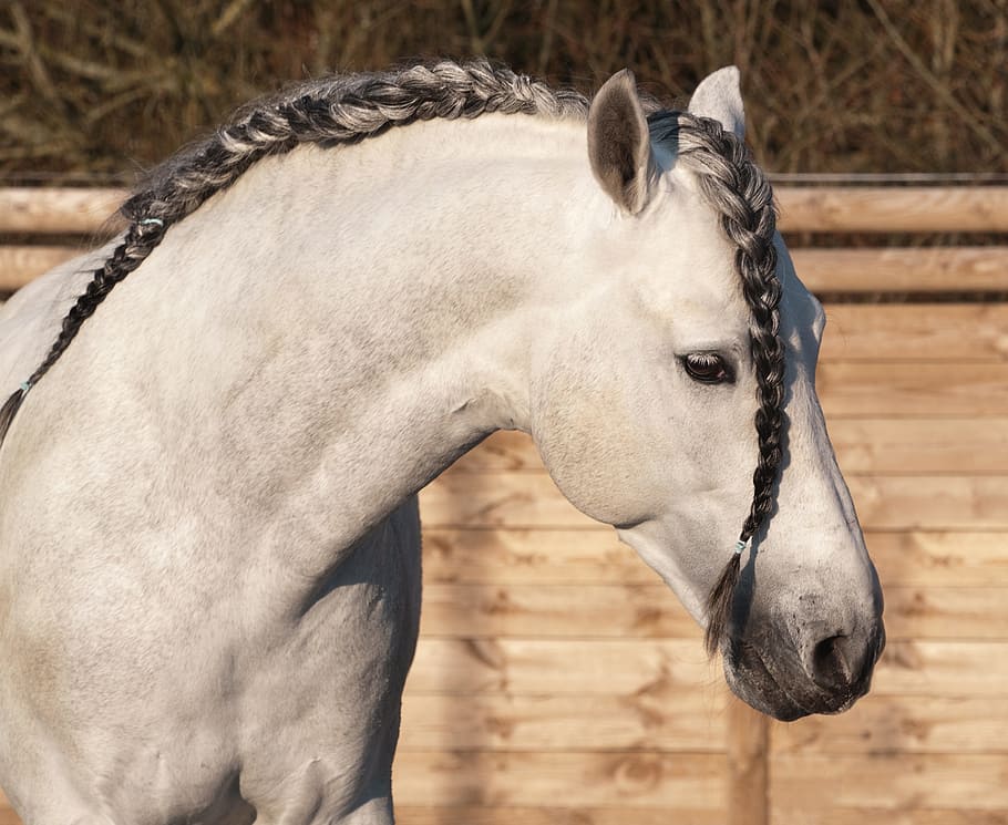 close up photo of horse at daytime, plait, mane, head, animal, HD wallpaper