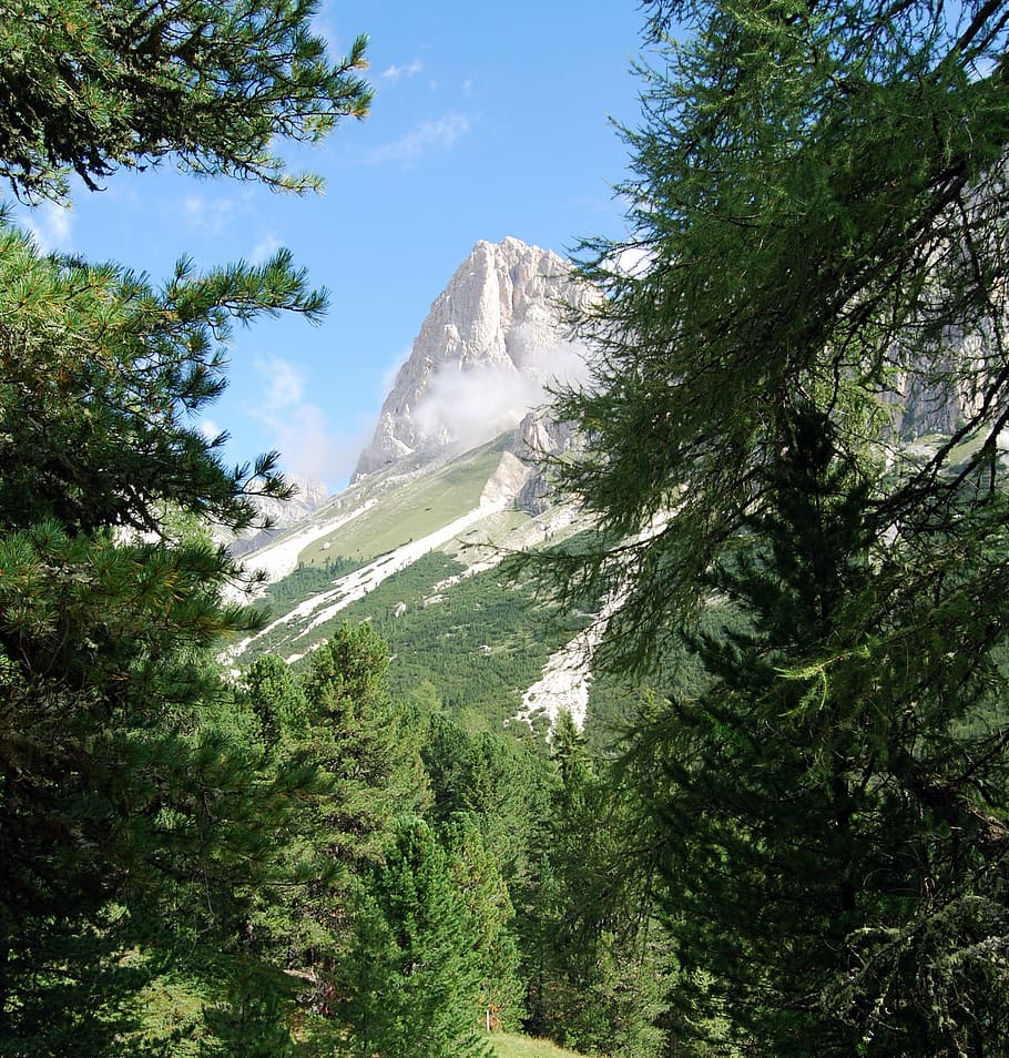 dolomites, trees, mountains, branch, plant, beauty in nature HD wallpaper