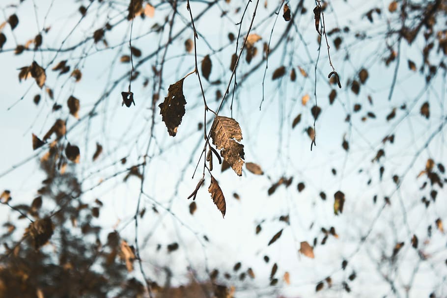 dried leaves, close-up photo of dried leaf, tree, autumn, fall HD wallpaper
