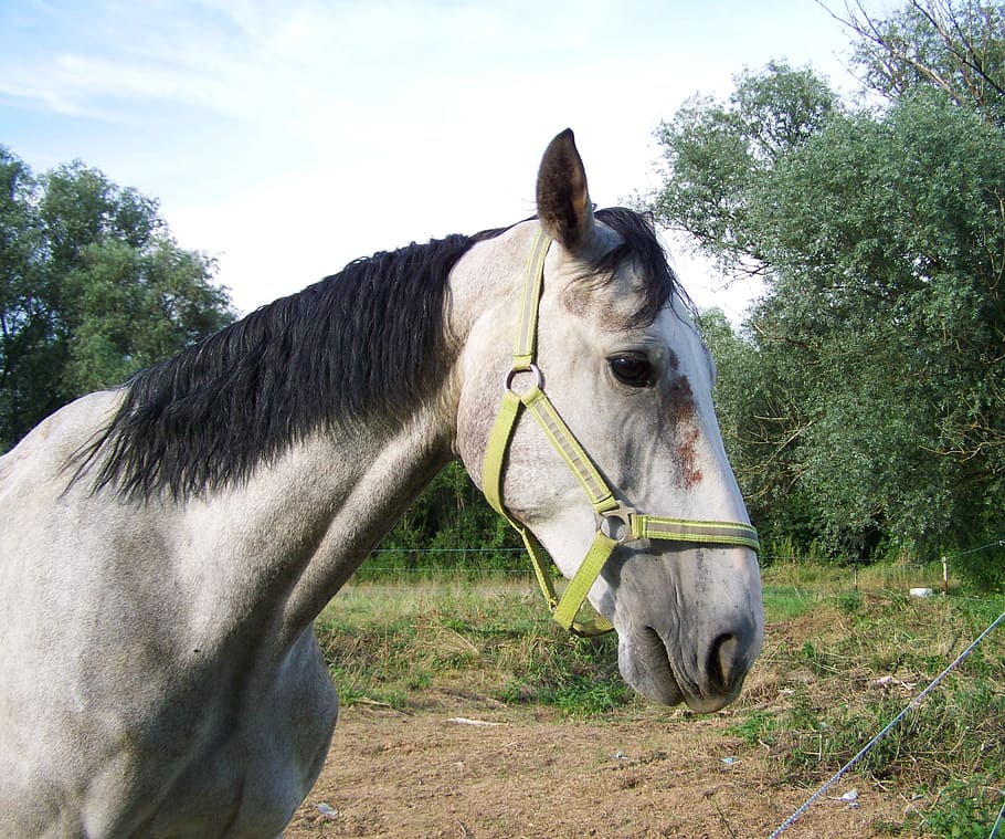 Horse, Gray, Ungulates, domestic animals, animal themes, one animal HD wallpaper