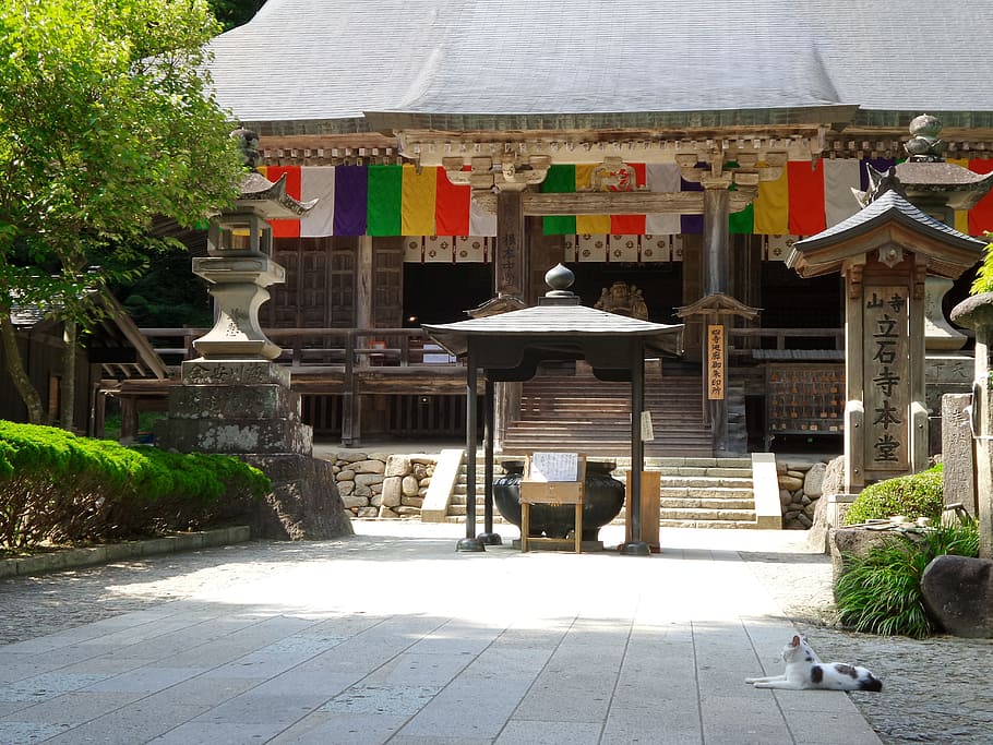 Temple, Cat, Yamadera, architecture, building exterior, built structure HD wallpaper