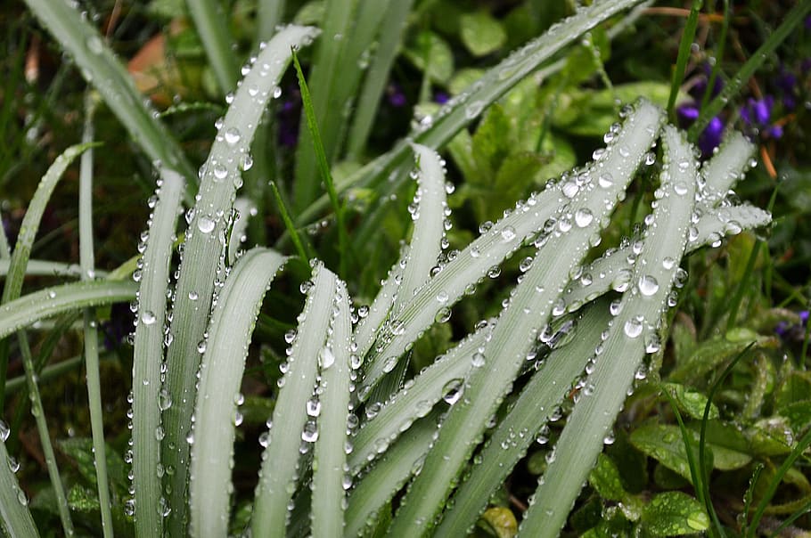 grass, rain, drip, wet, raindrop, water, beaded, leaf, drops of rain HD wallpaper