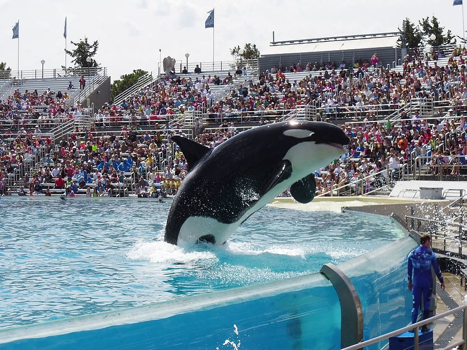 white and black orca whale jumping on water in the center of arena with people, HD wallpaper