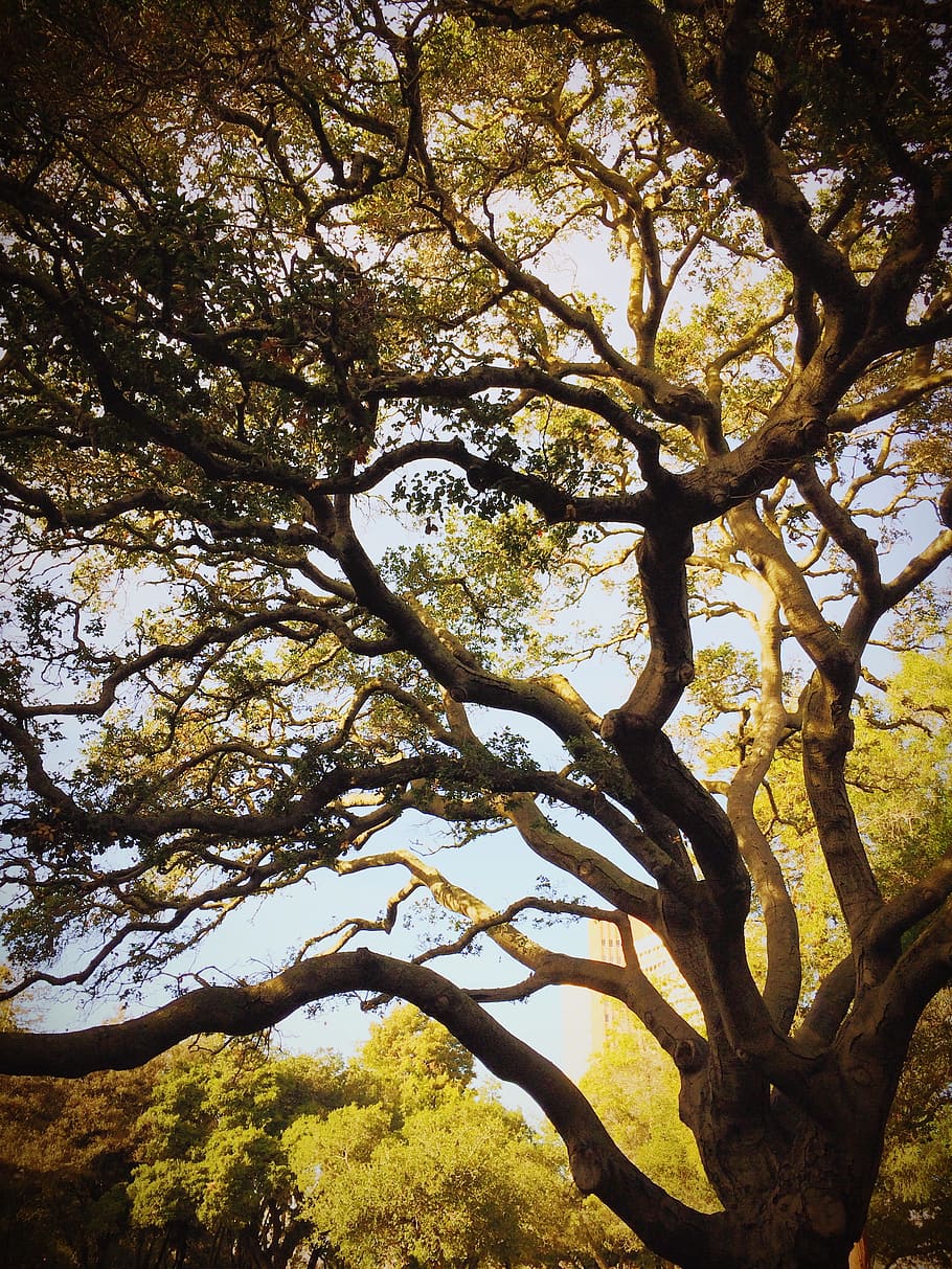 low angle photo of green leaf tree, green leafed tree photogrpahy HD wallpaper