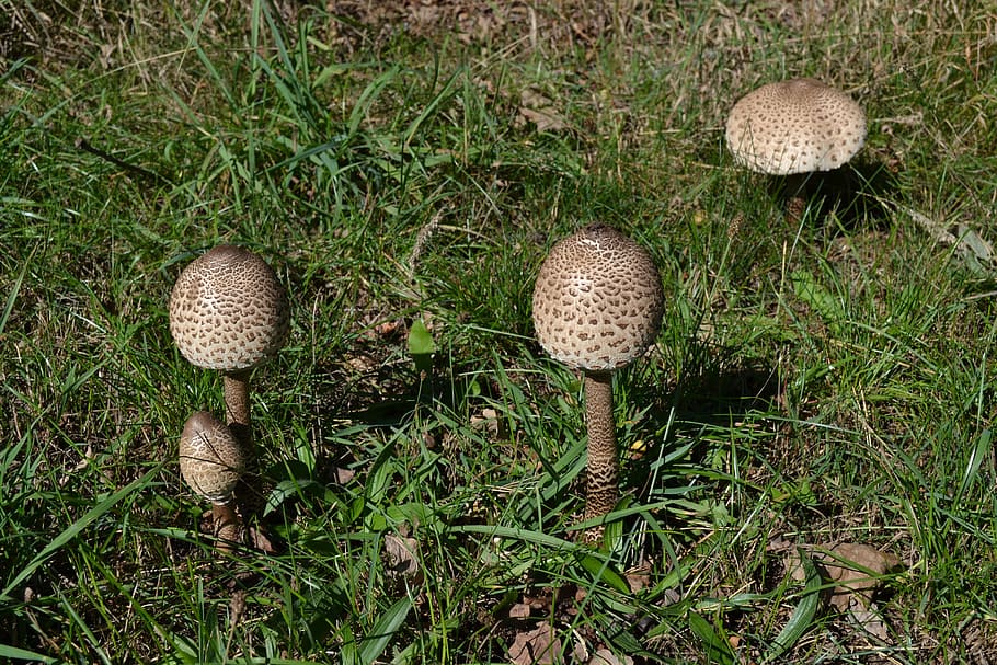 Mushrooms, Nature, summer, growth, fungus, outdoors, close-up HD wallpaper
