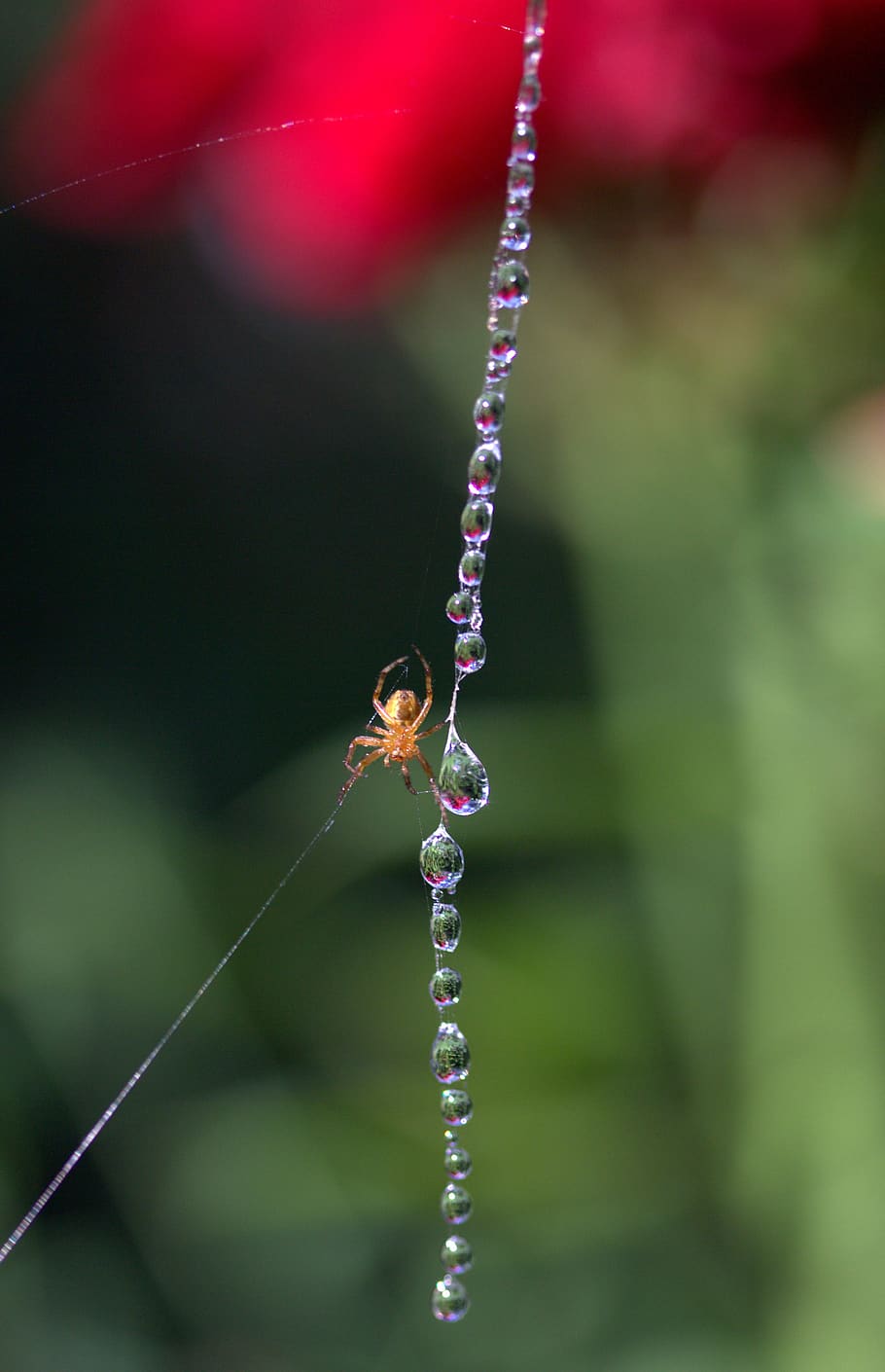 spider web, drops, place, dew, nature, focus on foreground HD wallpaper