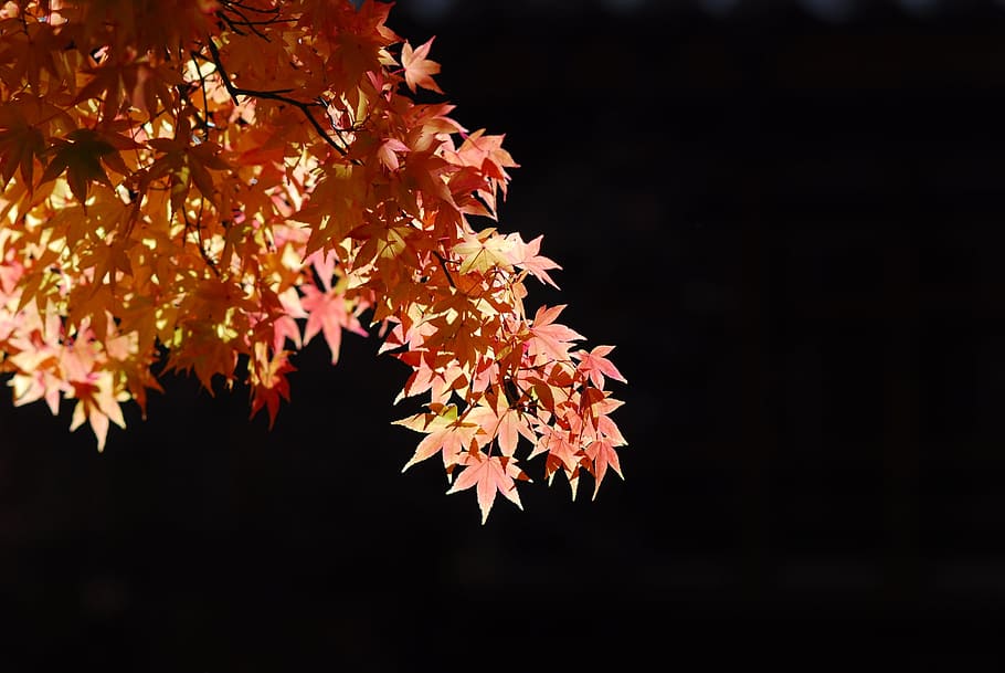 Maple Leaf, Tree, Landscape, Nature, autumn, red, maple Tree HD wallpaper