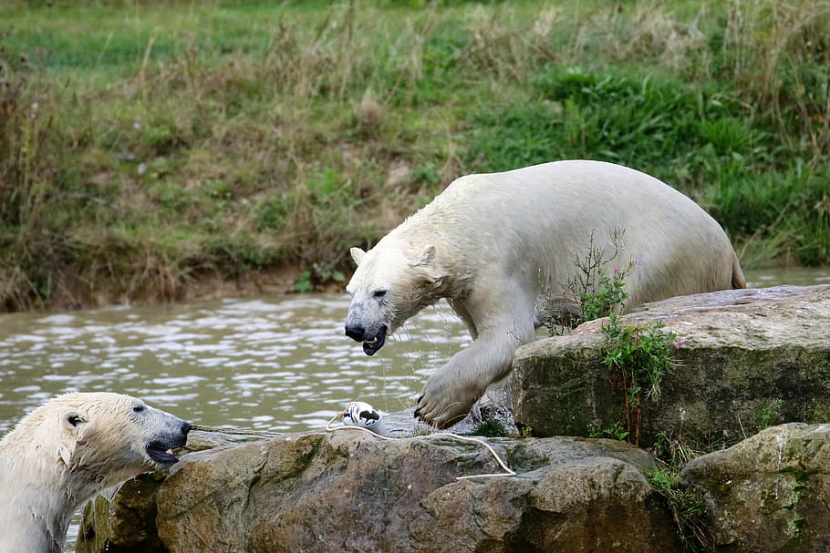 white, bear, polar, mammal, animal, wildlife, arctic, nature HD wallpaper