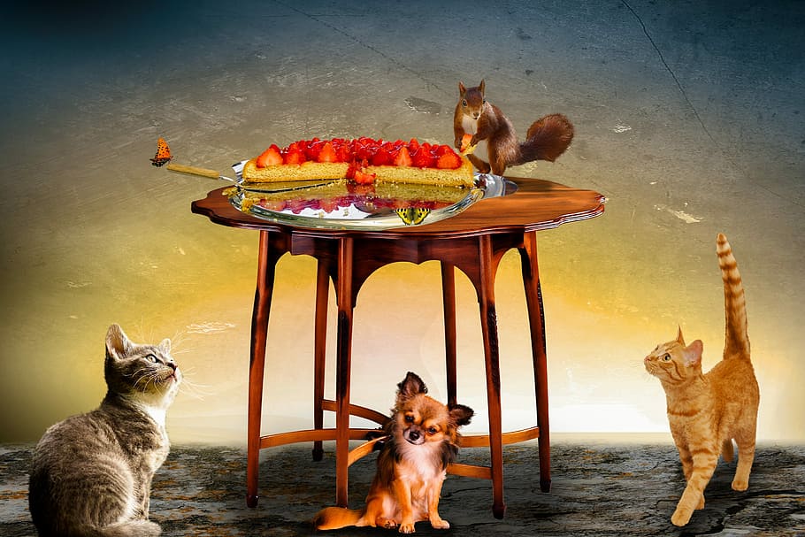 rodent on table beside strawberries, Animals, Composing, Cat, Dog HD wallpaper
