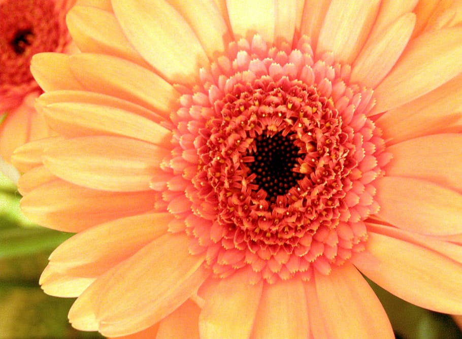 Blossom, Bloom, Orange, Flower, red, macro, gerbera, nature HD wallpaper