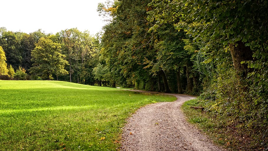 green graass, away, lane, autumn, forest path, nature, landscape way HD wallpaper