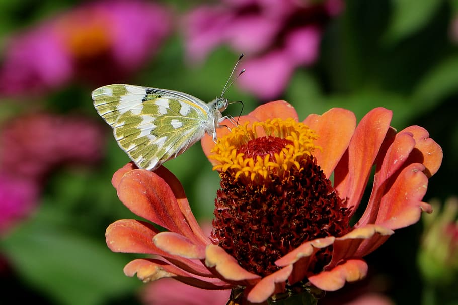 china, pet, butterfly, flower, flowering plant, beauty in nature HD wallpaper