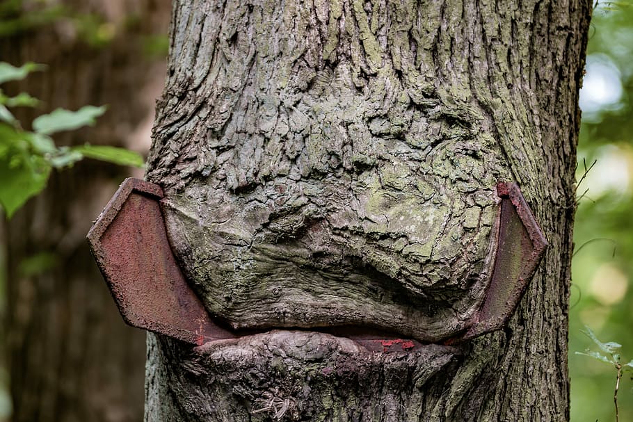Tree, Forest, Old, Nature, old tree, deciduous forest, directory HD wallpaper