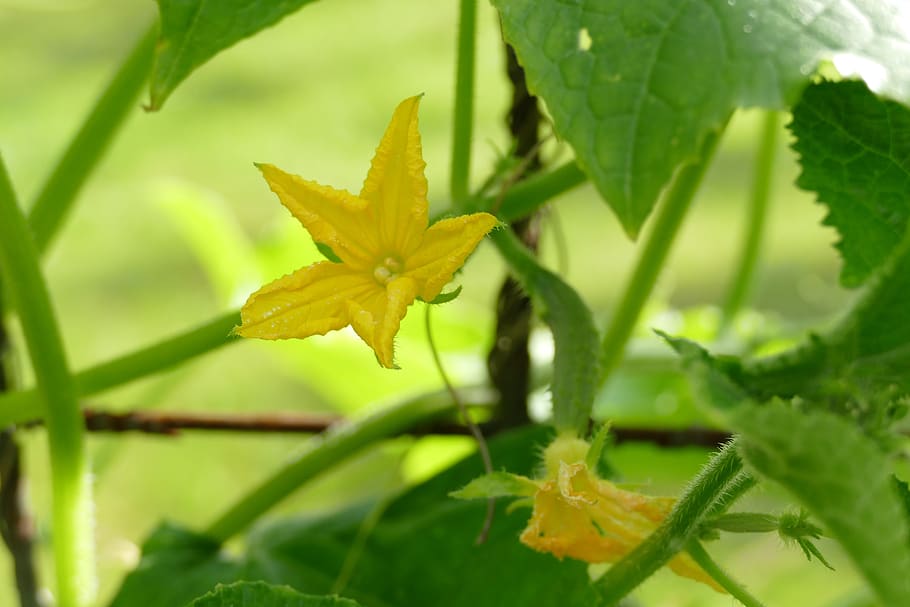 HD wallpaper: cucumbers, cucumber flowers, vegetables, tomatoes, plant