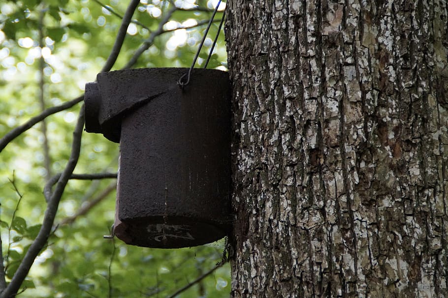 nesting box, breed, chest, nesting place, tree, nesting help, HD wallpaper