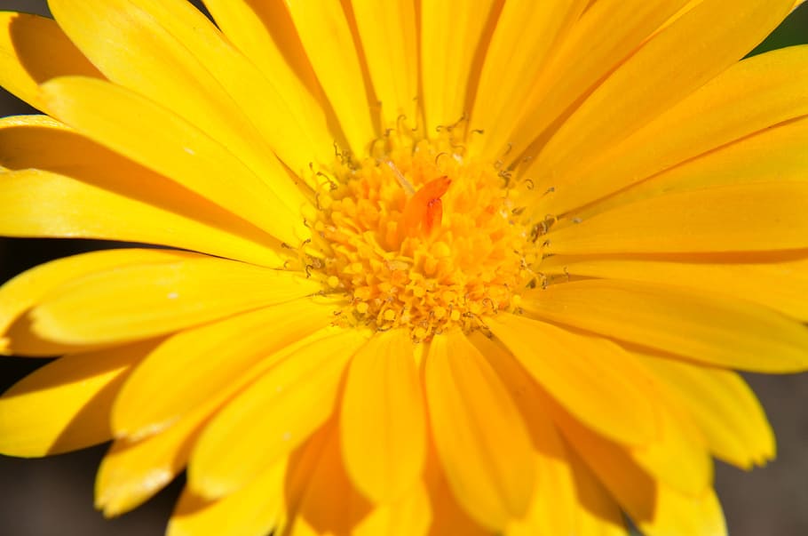 Chrysanthemum, Macro, Fresh, Spring, yellow, flower, petal HD wallpaper