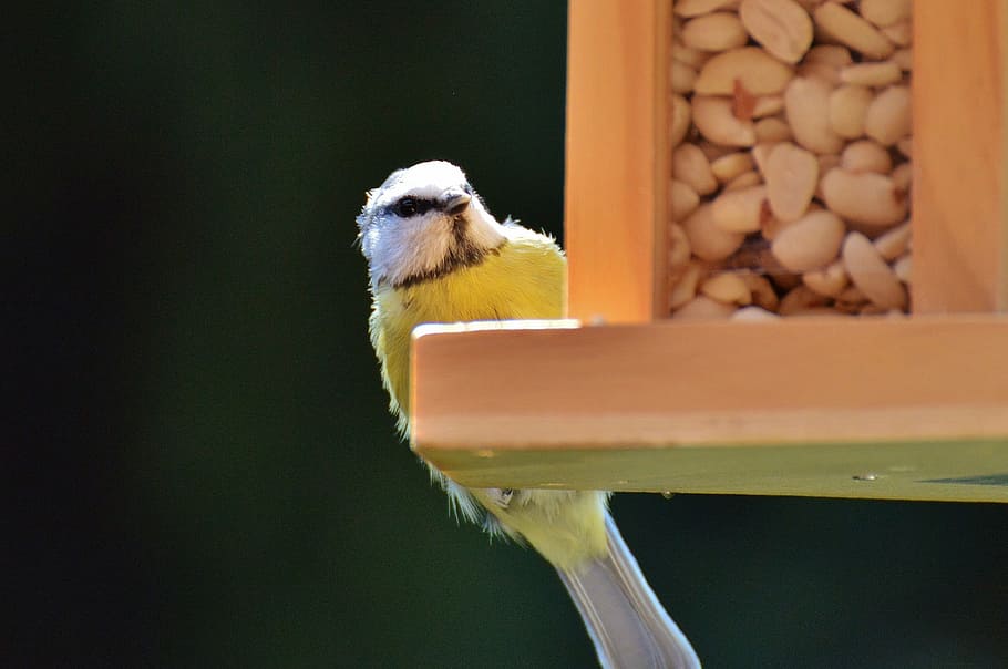 tit, bird, bird seed, peanuts, feed, depend, plumage, nature HD wallpaper