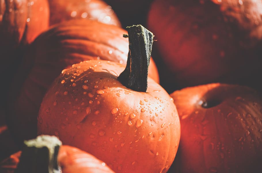 orange pumpkins with water, mini pumpkins, fall, nature, halloween HD wallpaper
