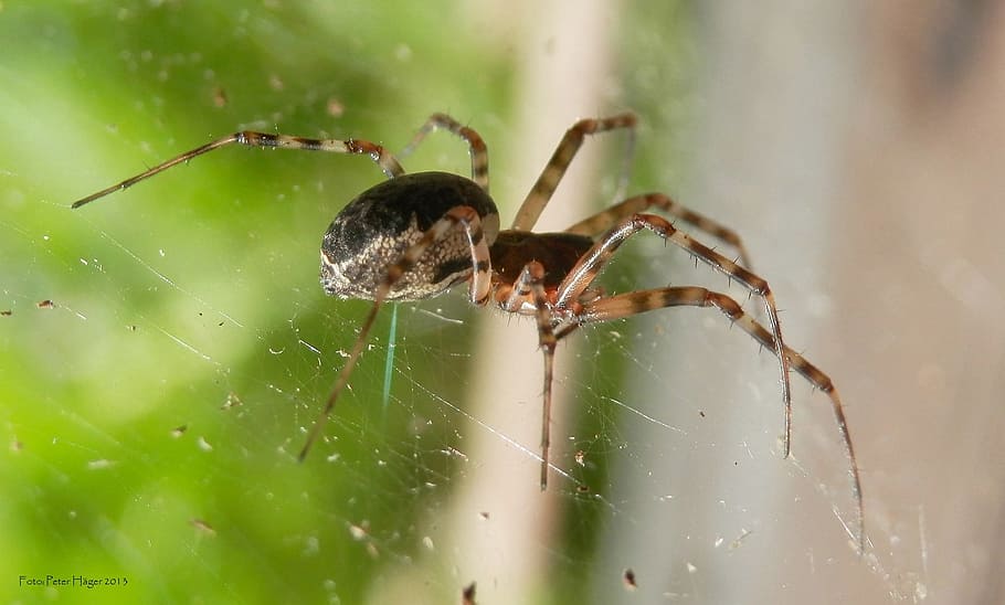 Spider, Insect, Web, Arachnid, Scary, spooky, spiderweb, creepy HD wallpaper