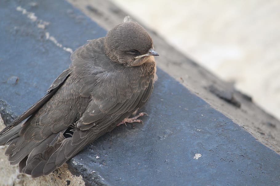 bird, small, scared, closed eyes, frghtened, animalia, aves HD wallpaper