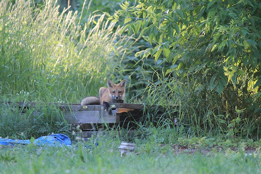 fox, nature, wild, red, cute, outdoor, wildlife, animal, mammal HD wallpaper