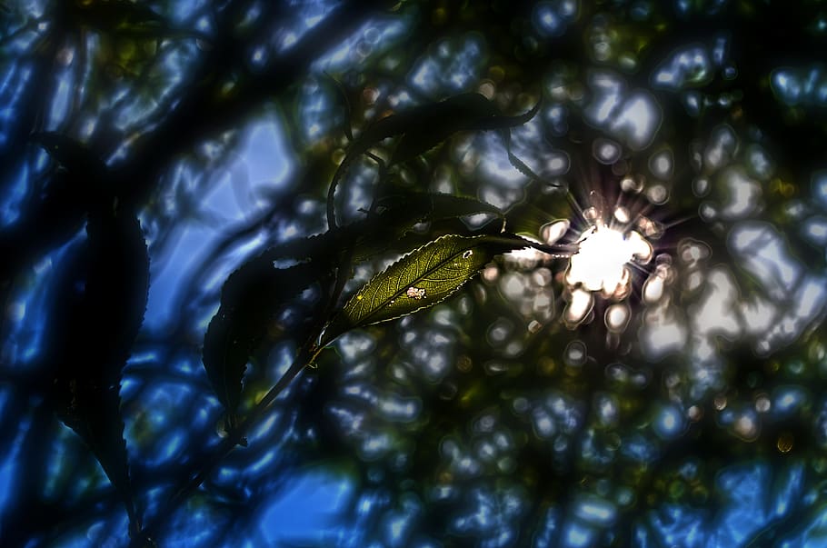 nature, tree, foliage, sun, rays, plant, growth, no people HD wallpaper
