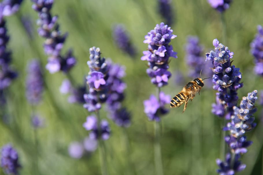 lavender, bee, nature, insect, closeup, green, blooms, violet HD wallpaper