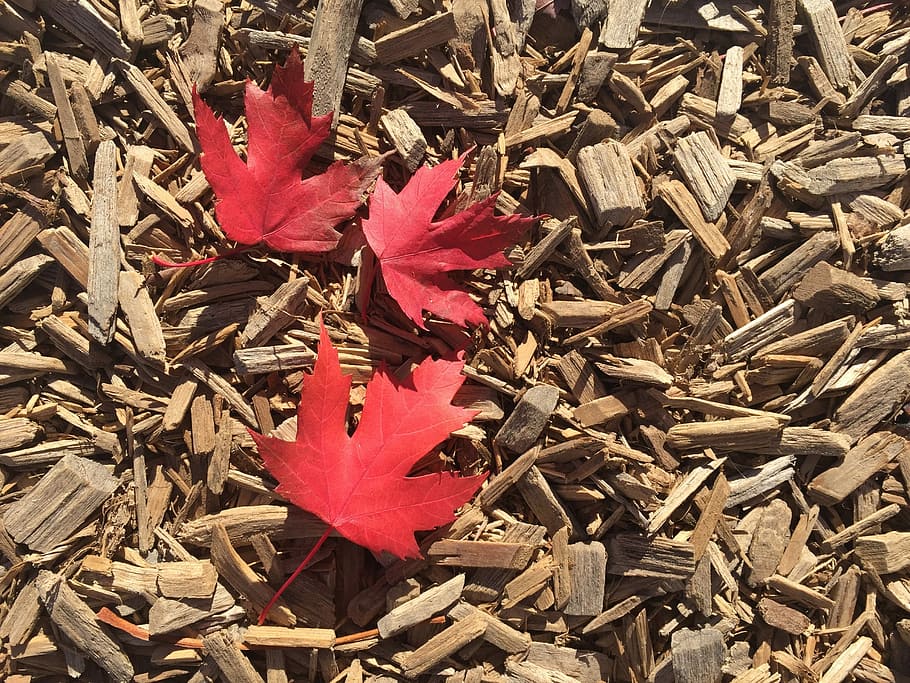 Maple Leaves, Maple, Leaf, Toronto, ontario, canada, fall, season, HD wallpaper