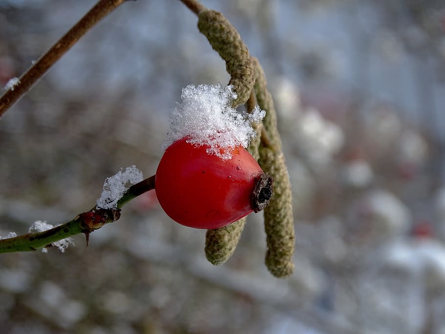 Rose Hip, Winter, Snow, Cold, Nature, red, frost, ice, eiskristalle HD wallpaper