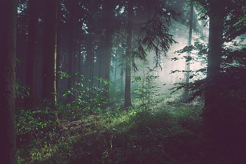 forest trees at daytime, person, taking, photo, green, woods HD wallpaper