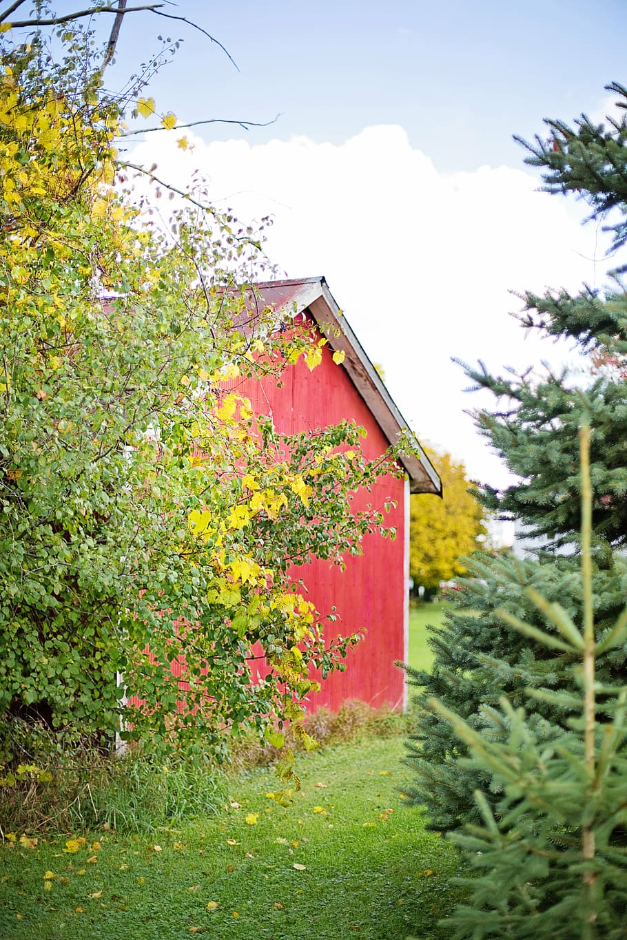 red cabin surrounded by flowers, barn, wood, red barn, rustic HD wallpaper